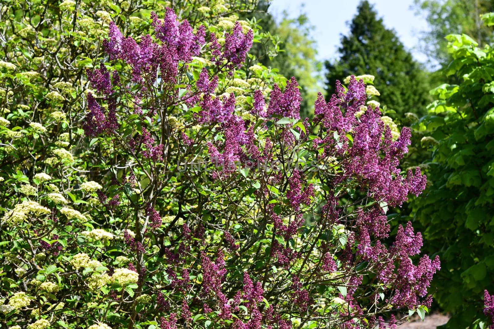 lilac tree