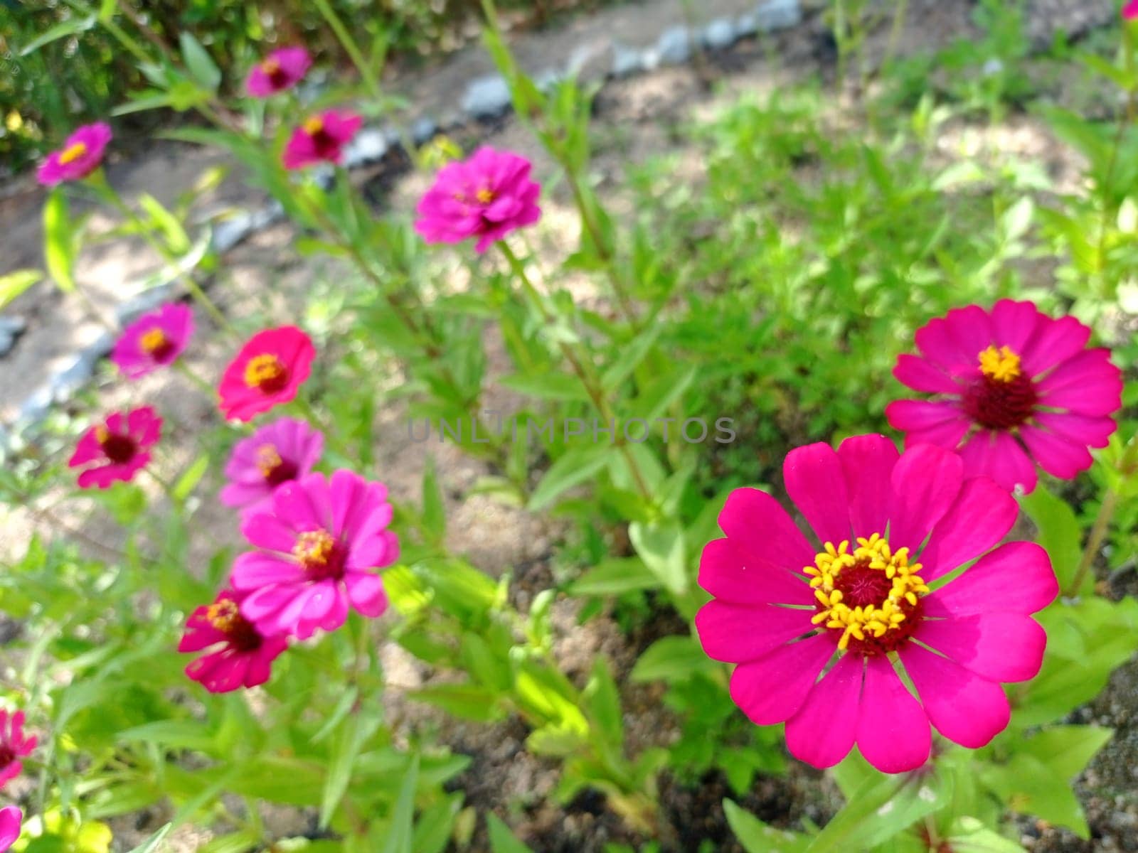 Beautiful cosmos flowers bloom in nature.