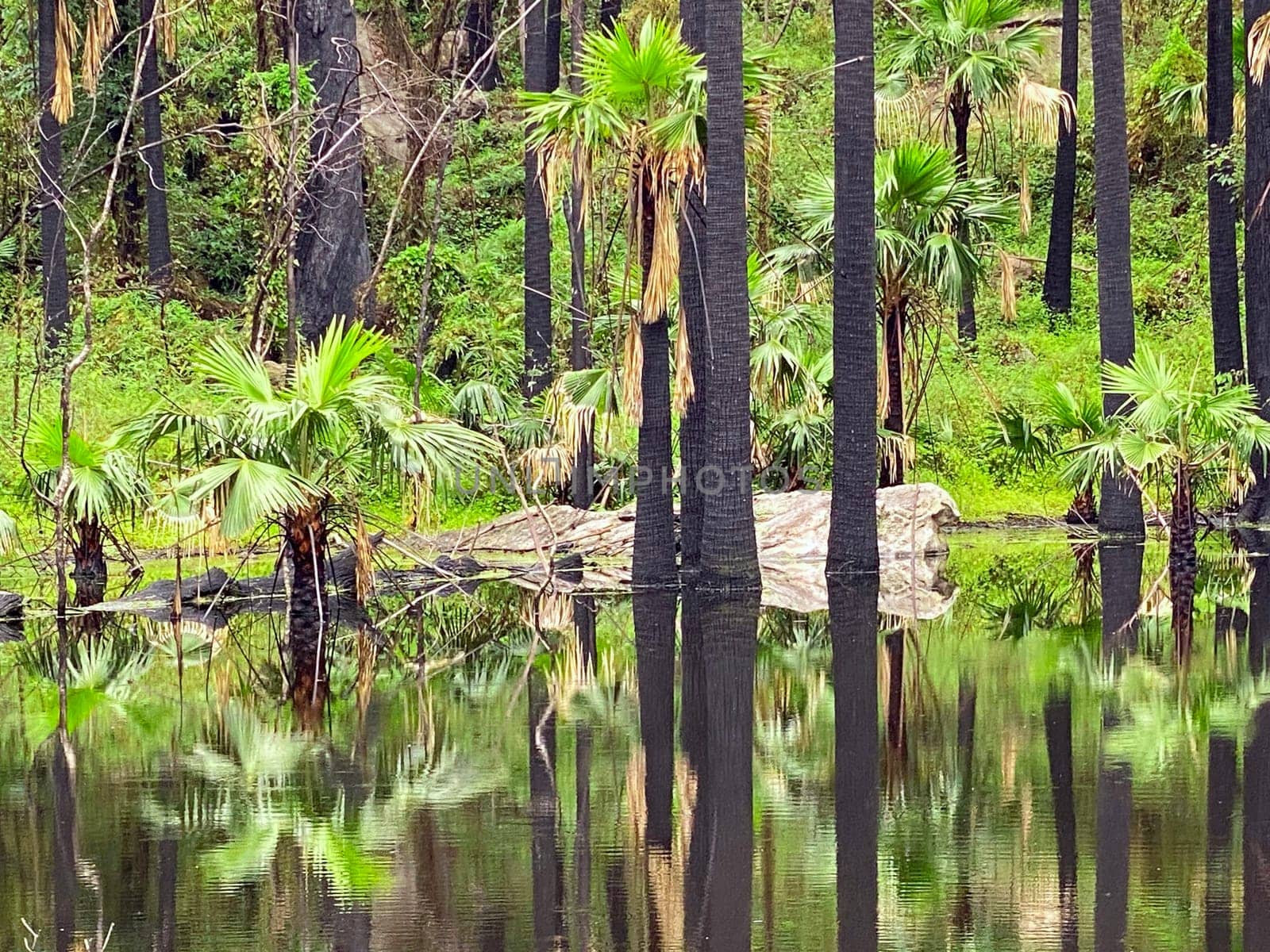 A natural oasis in the middle of Australia's dry bushland