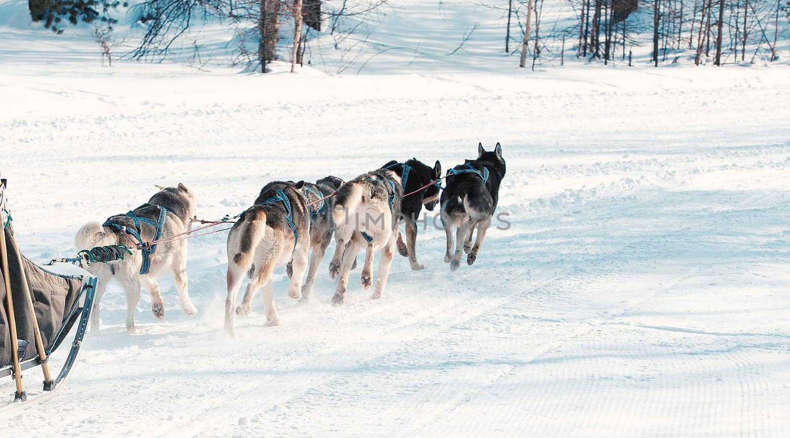 Running dog sledge team Kamchatka musher.