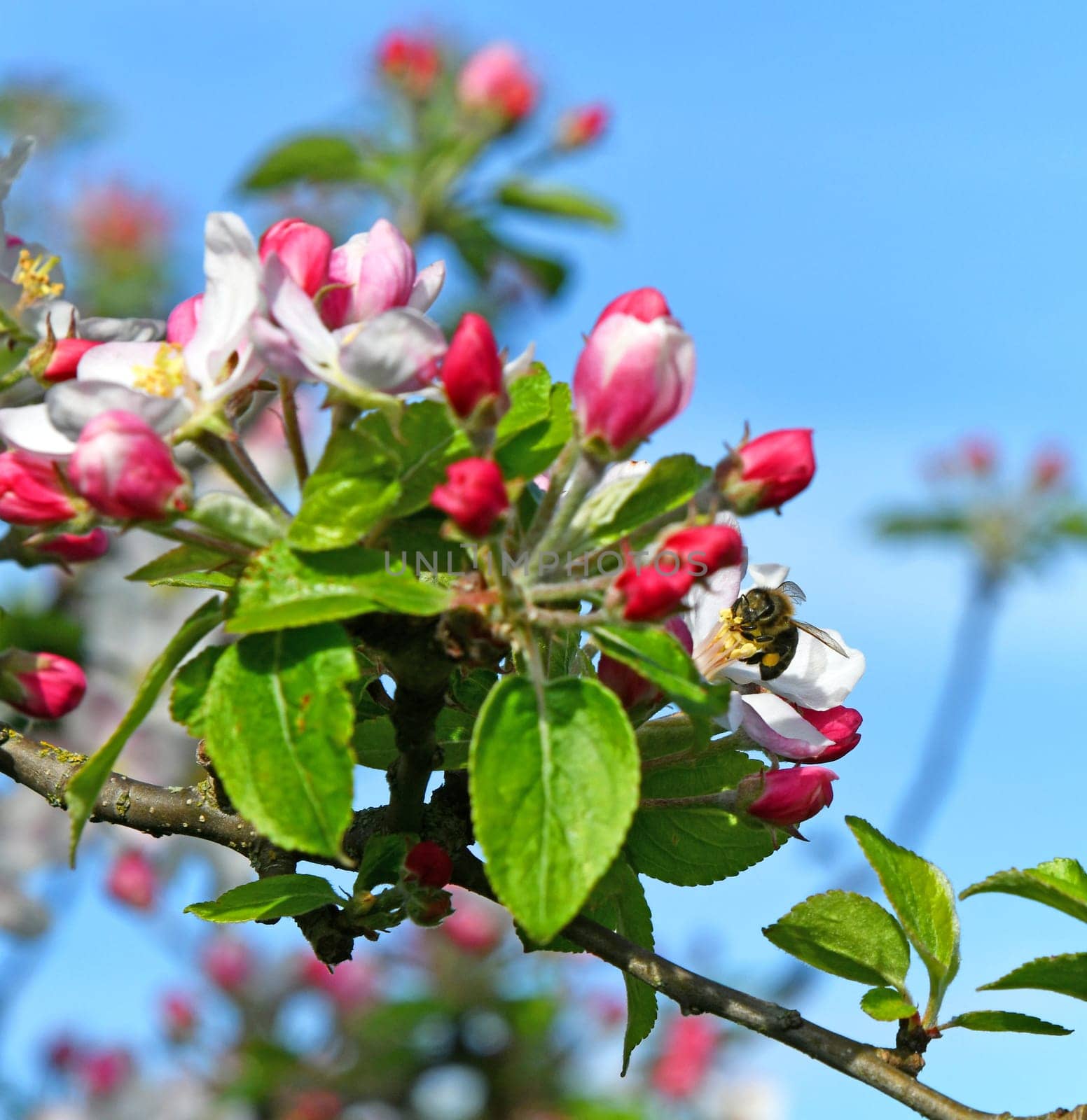 honey bee with apple tree