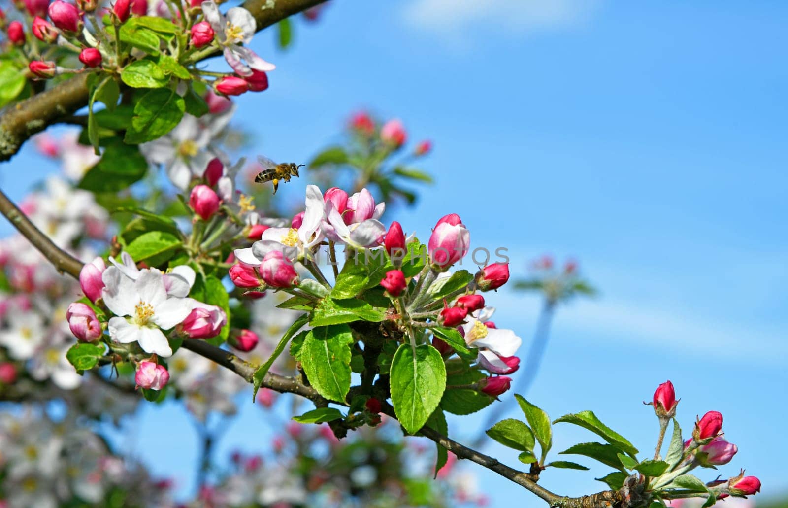 honey bee with apple tree