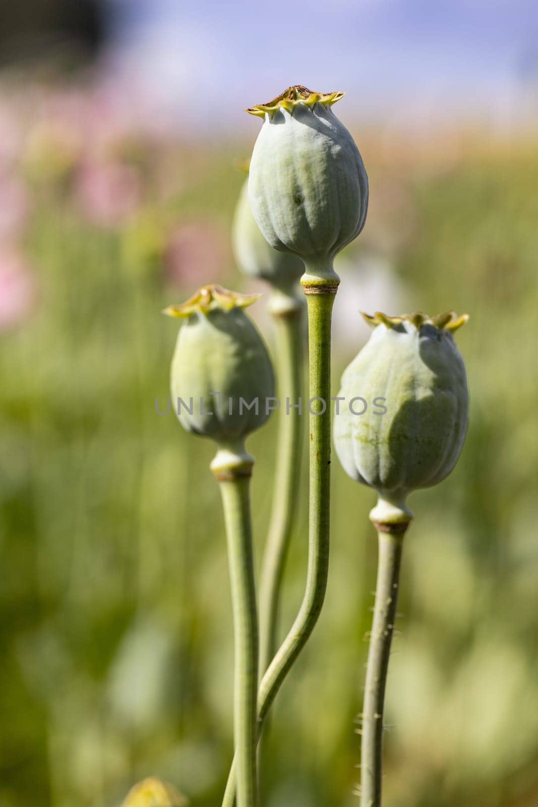 Macro photo of nature pink bud flower poppy. Background blooming poppy flowers with a closed bud. Poppy grows in the ground.