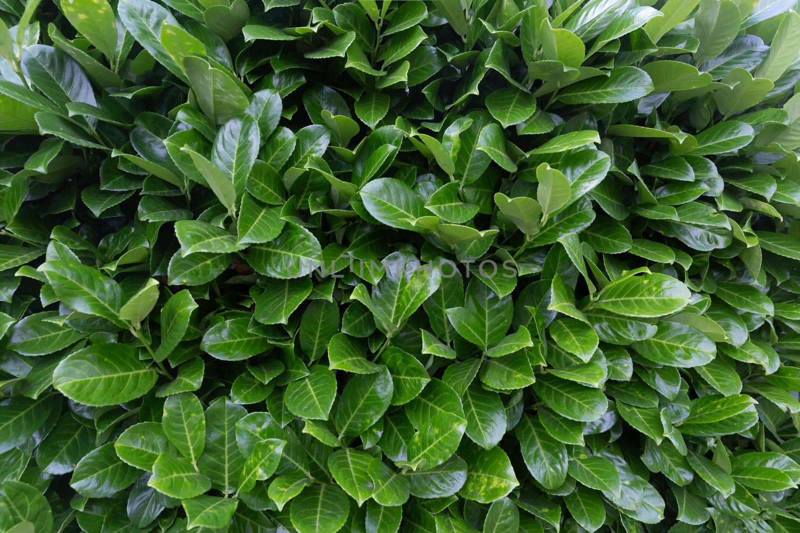 Green Photinia Fraseri leaves in the garden in detail as Background