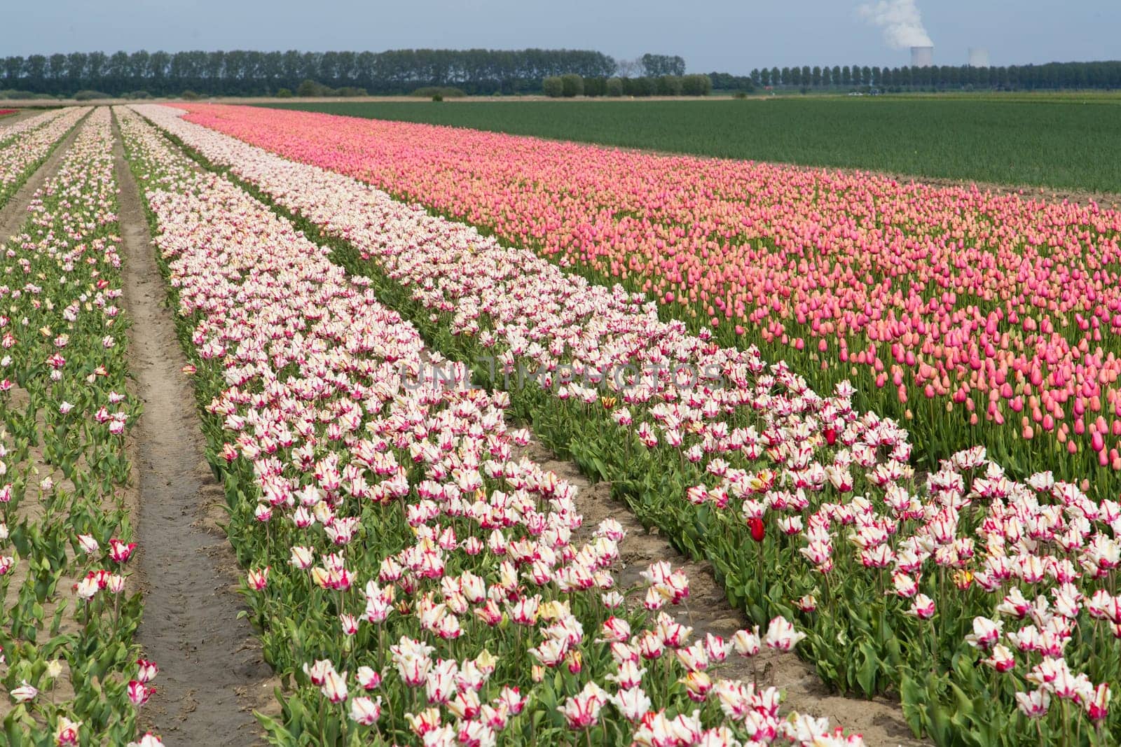 Colorful field of tulips in the Netherlands
