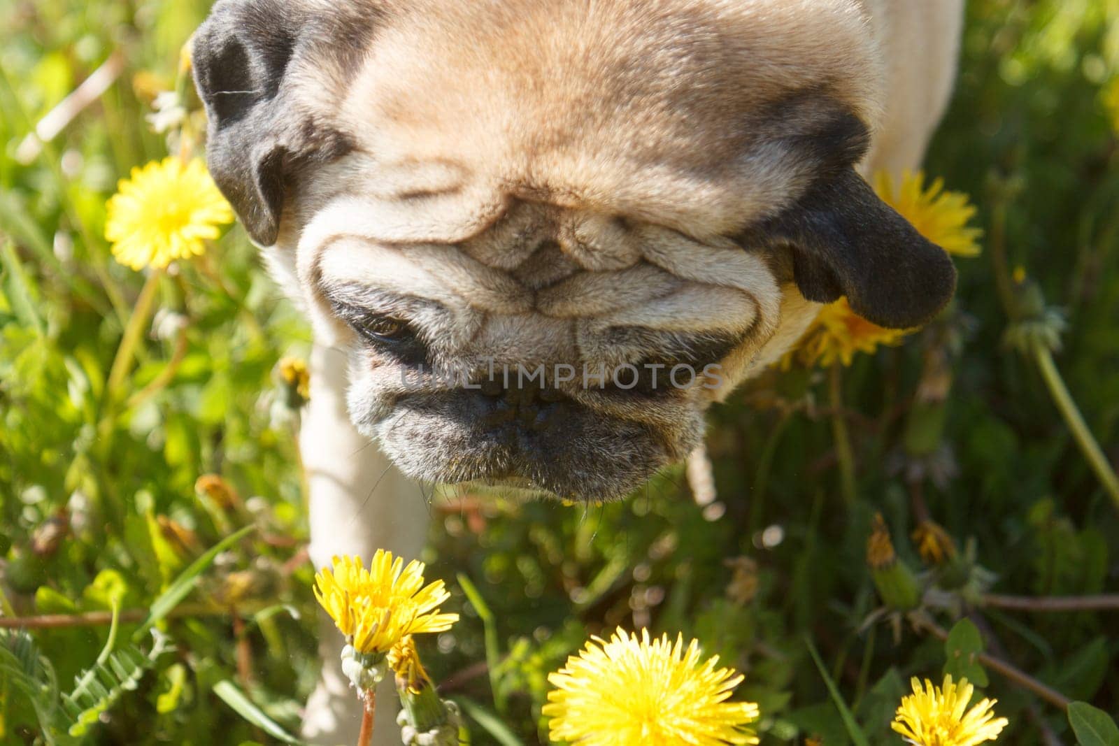 Pug dog in a green spring meadow eat dandelion