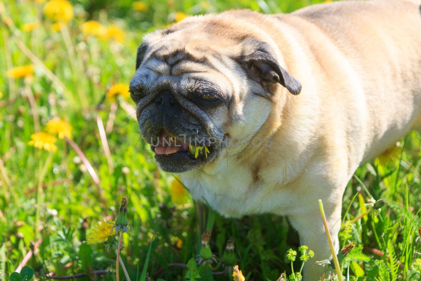 Pug dog in a green spring meadow eat dandelion