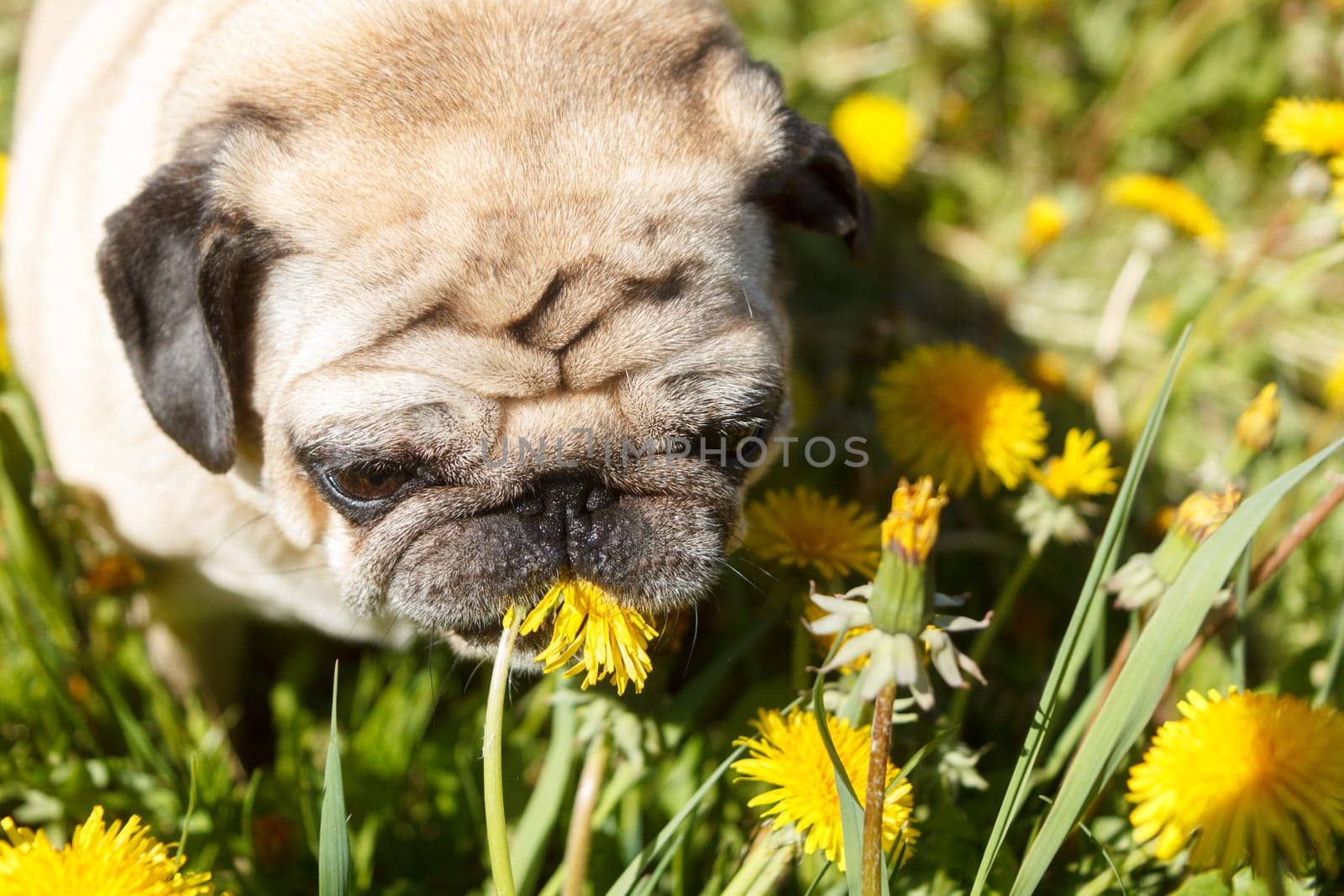 Pug dog in a green spring meadow eat dandelion