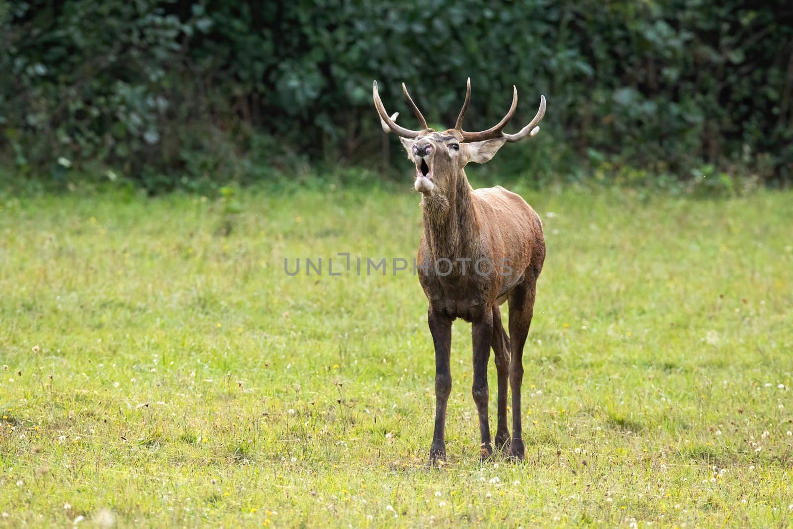 Red deer, cervus elaphus, bellowing on green glade in rutting season. Young antlered male roaring on field in autumn. Immature stag with open mouth on meadow.