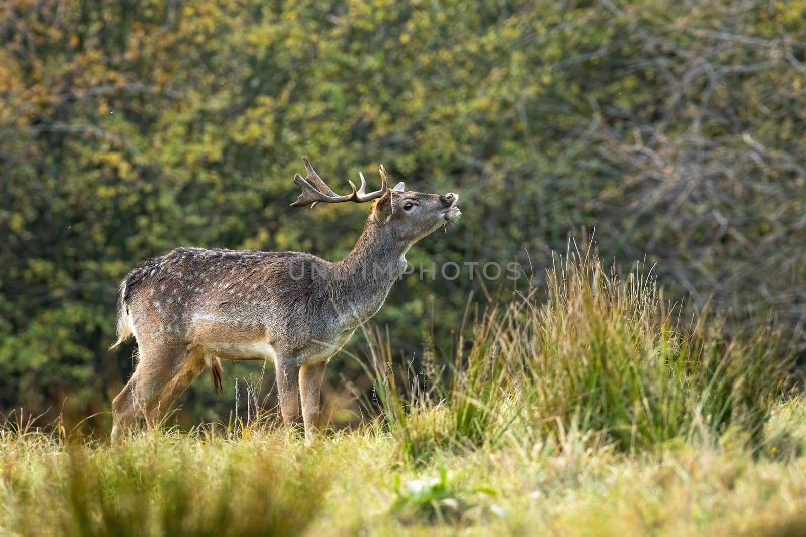 Spotted male of fallow deer, dama dama, sniffing on the meadow in autumn rutting season. Wild animal smelling on meadow with copy space. Young mammal with antlers smelling with nose up.