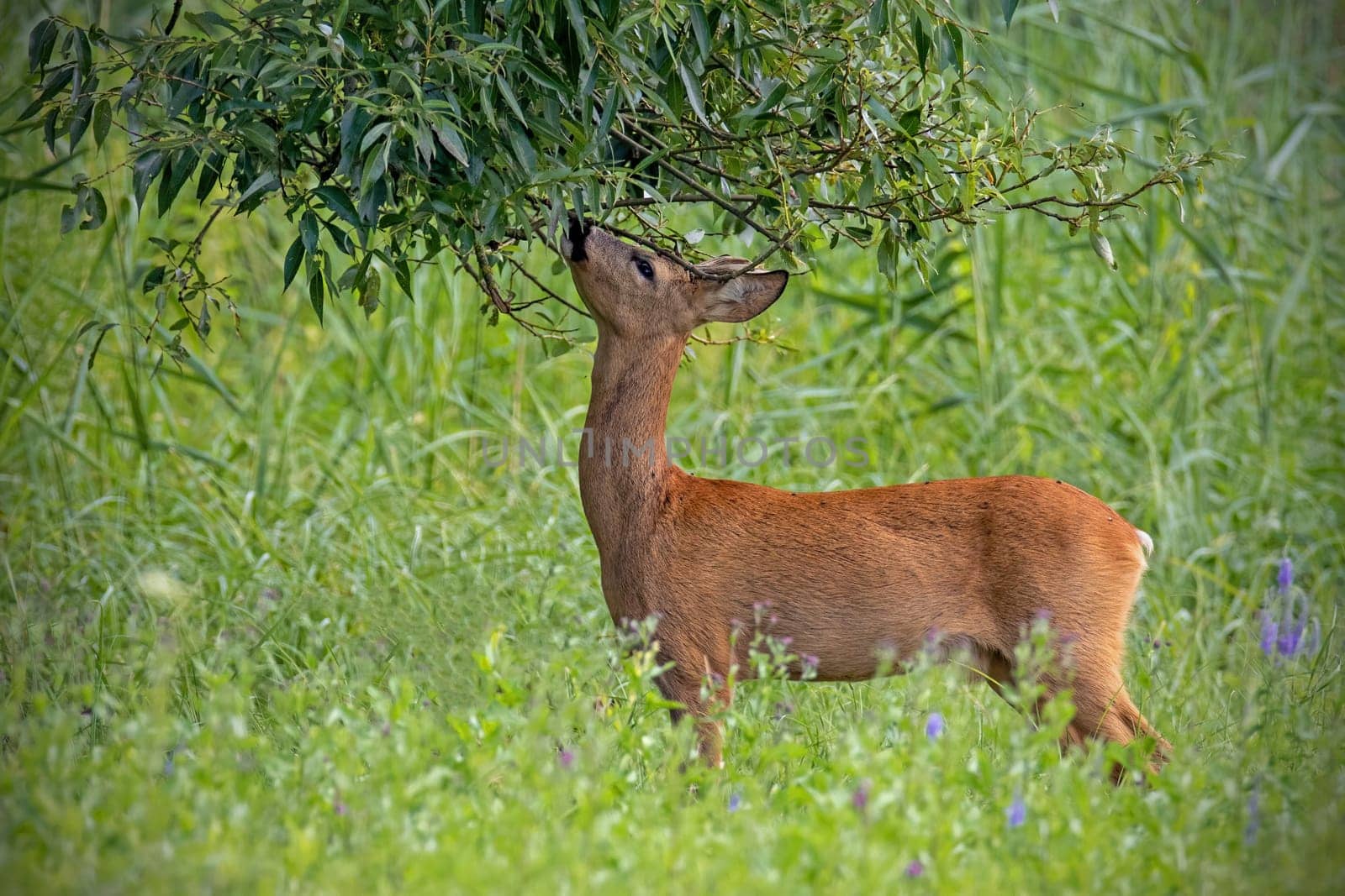 Roe deer male feeding himself with tree branch in forest meadow in summer. Wild game marking its territory on wildflower clearing in summertime. Behaviour of herbivore biting leaves in green habitat.