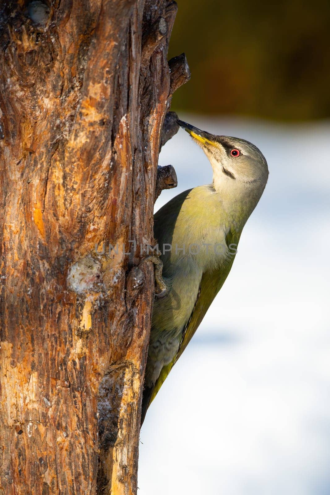 Grey-headed woodpecker, picus canus, attached to the tree with claws in winter. Bird on sun climbing vertical trunk with snow in background.