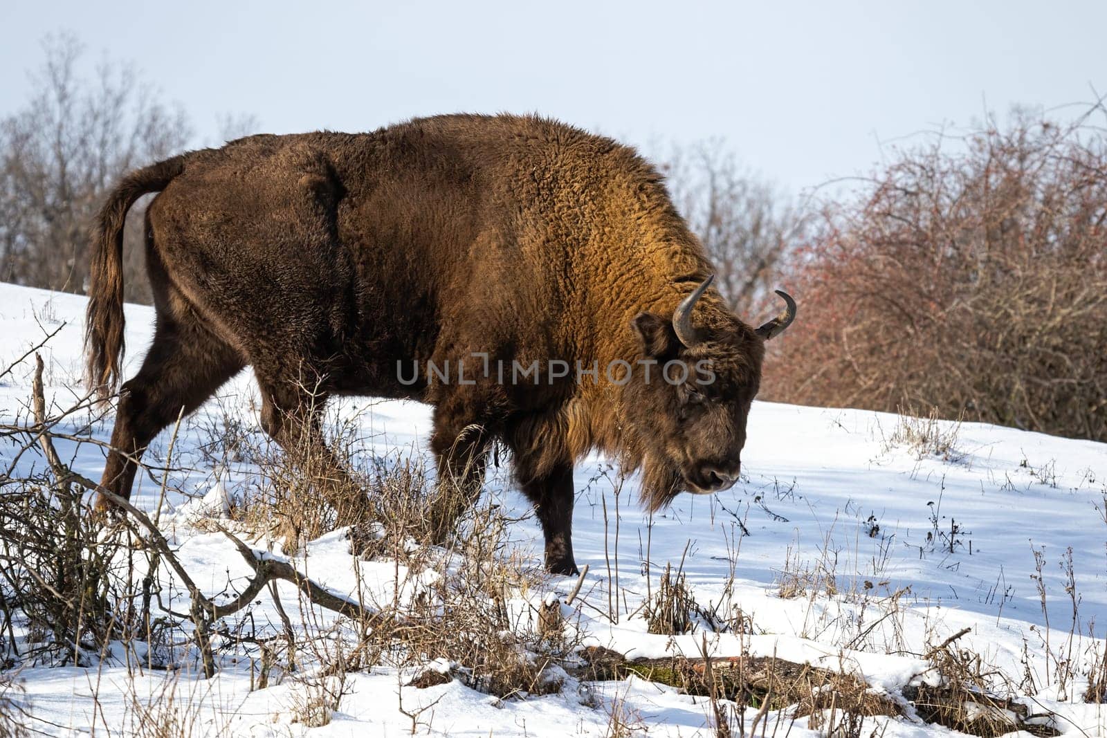 Majestic european bison, bison bonasus, grazing on snowy forest meadow in winter. Male wisent looking for food. Furry wild mammal walking in freezing season. Endangered bull in conservation.