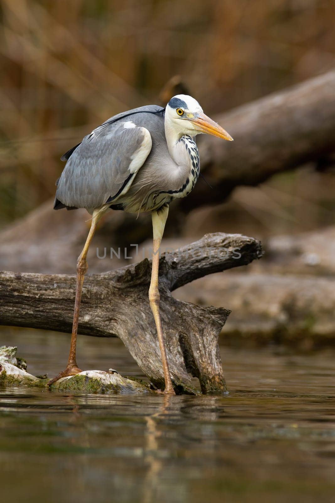 Adult grey heron, ardea cinerea, with long legs hunting fish near fallen tree on river bank. Vertical composition of predatory heron fishing in the water.