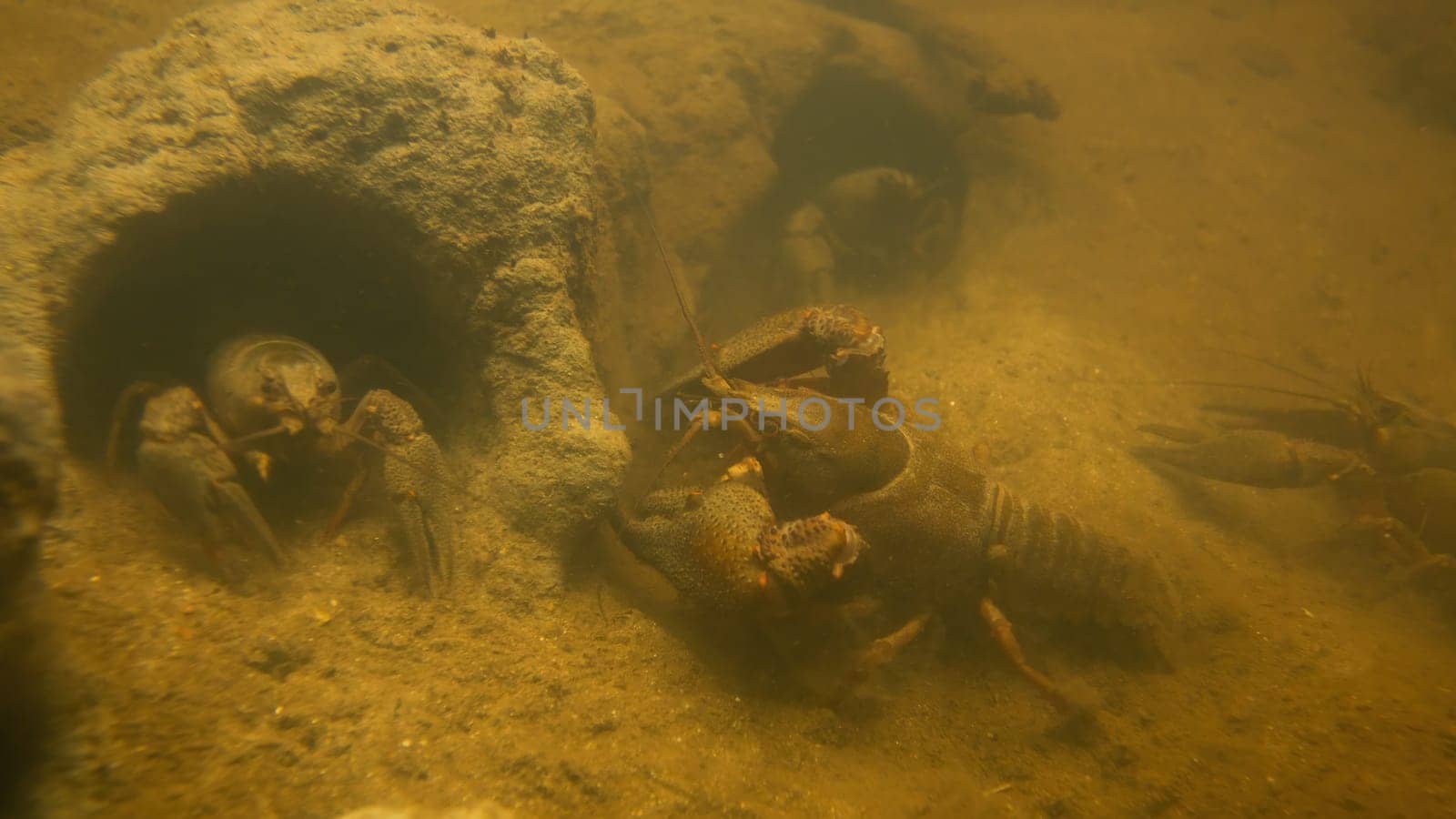 Underwater shot of noble crayfishes, astacus astacus, group moving in their rock holes in stream. Many broad-fingered crayfishes in the river. Behaviour of endangered freshwater animal with claws.