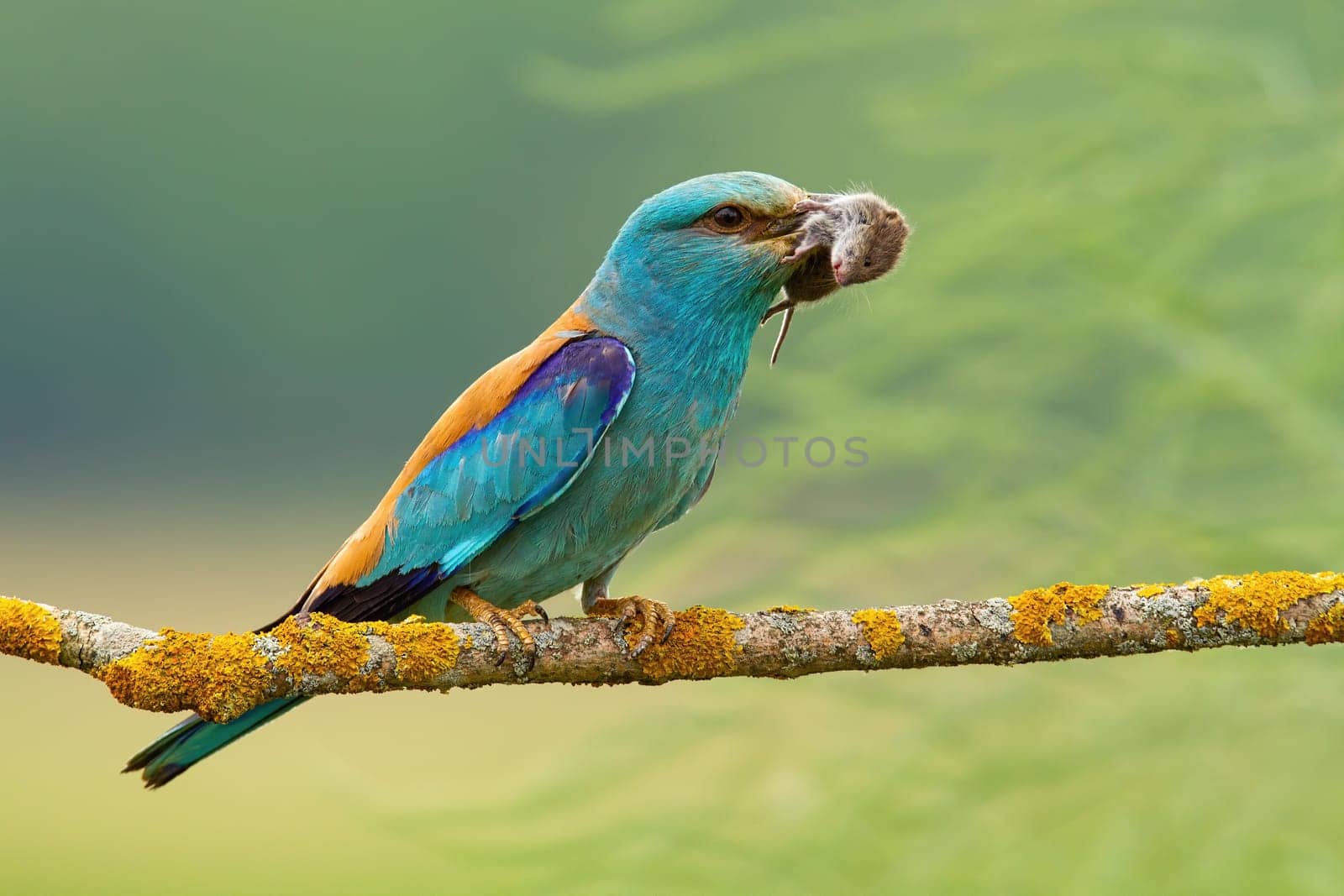 European roller, coracias garrulus, sitting with mouse in beak on branch. Turquoise bird holding rodent on tree in summer. Colorful feathered predator looking on bough.
