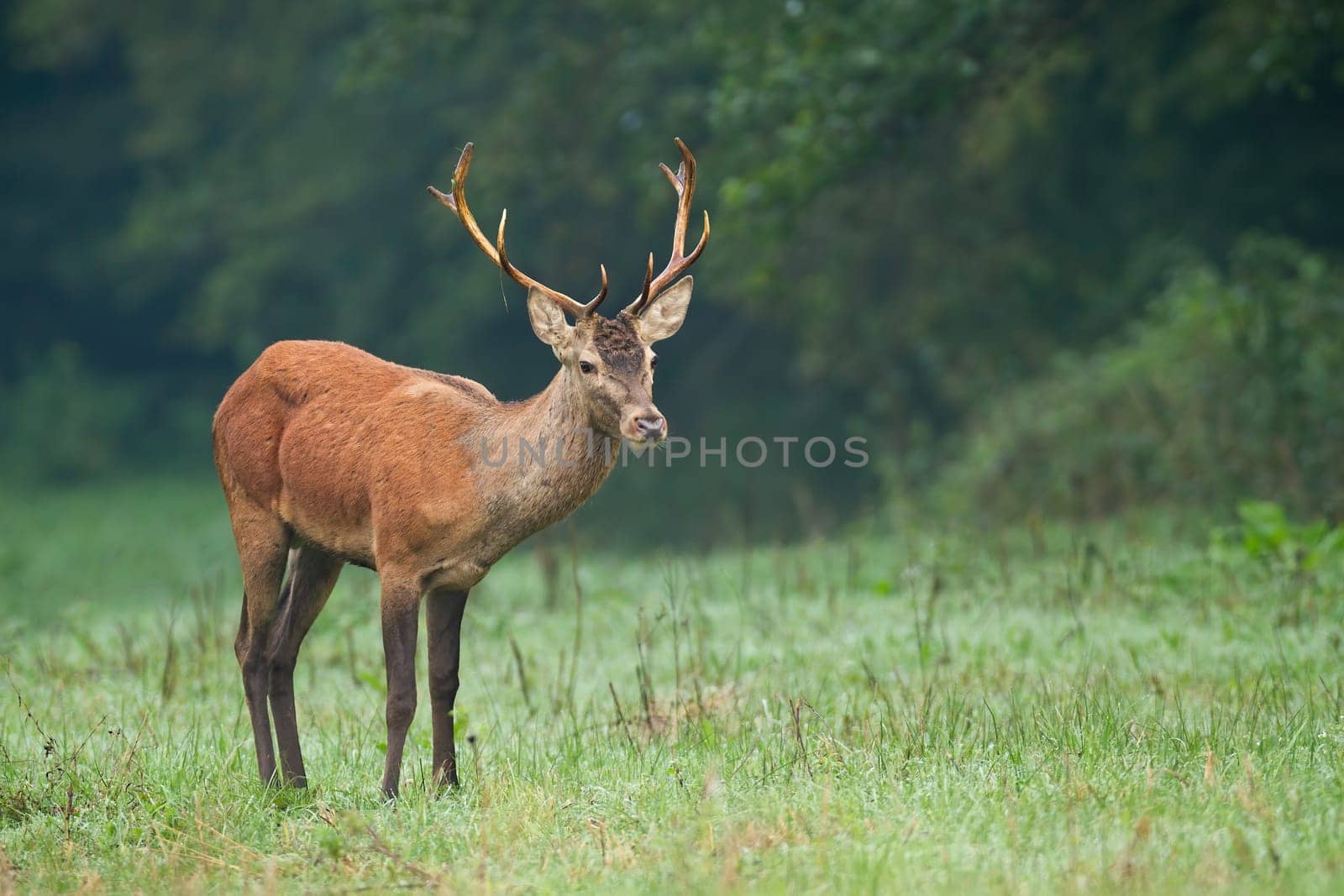 Male of red deer, cervus elaphus, standing on green meadow in rainy autumn weather. Attentive wild stag observing on wet clearing with blurred background and copy space.