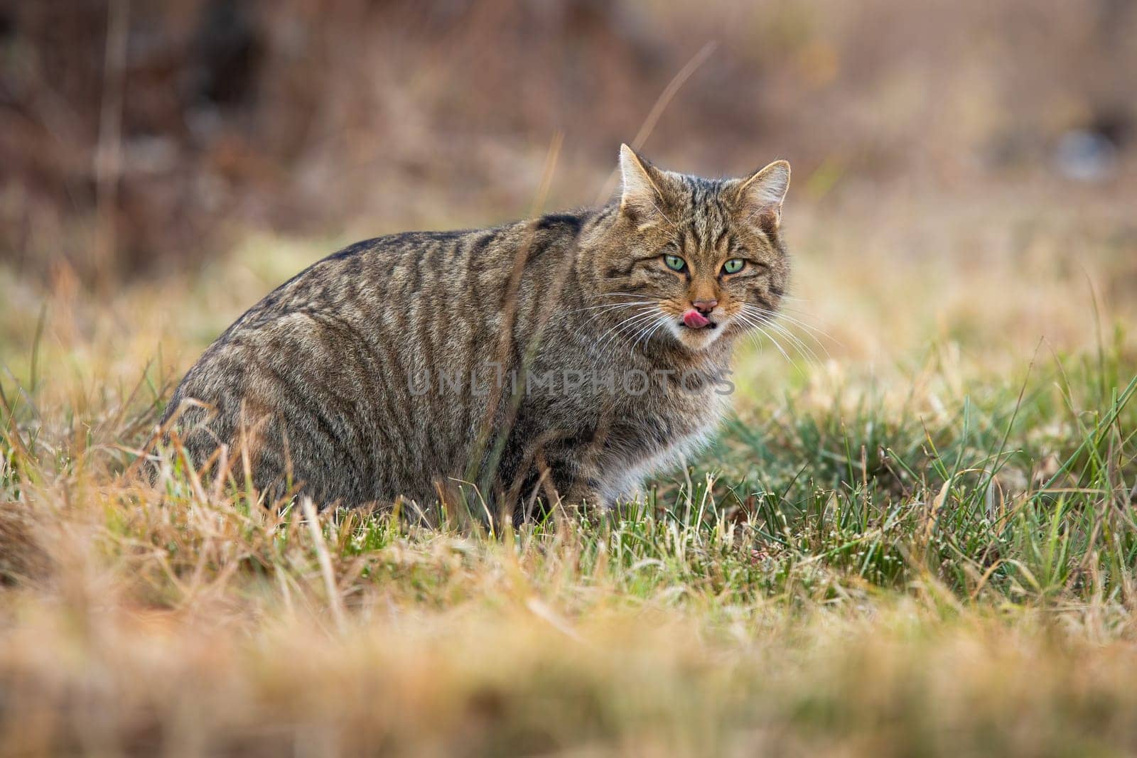 European wildcat, felis silvestris, showing tongue while hunting on meadow in autumn. Hungry stripped animal in dry grass. Concentration of hunting feral predator in forest.