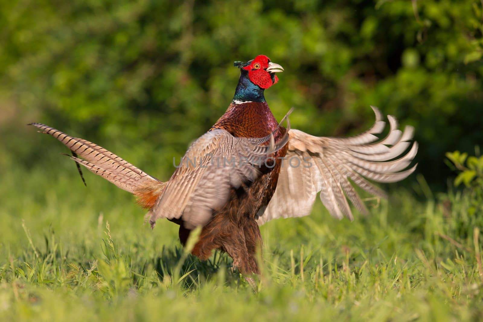 A common pheasant, phasianus colchicus, cock impressing his female before mating. Beautiful wild bird lekking with wings open in spring nature. Male animal displaying dominance.