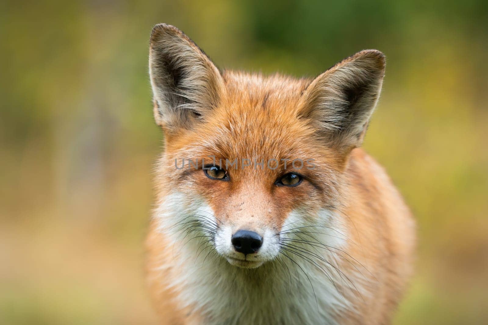 Beautiful portrait of red fox, vulpes vulpes, having eye contact with camera with autumn colours. Detail of animal head in horizontal composition. Orange fluffy canine close up with blurred background.