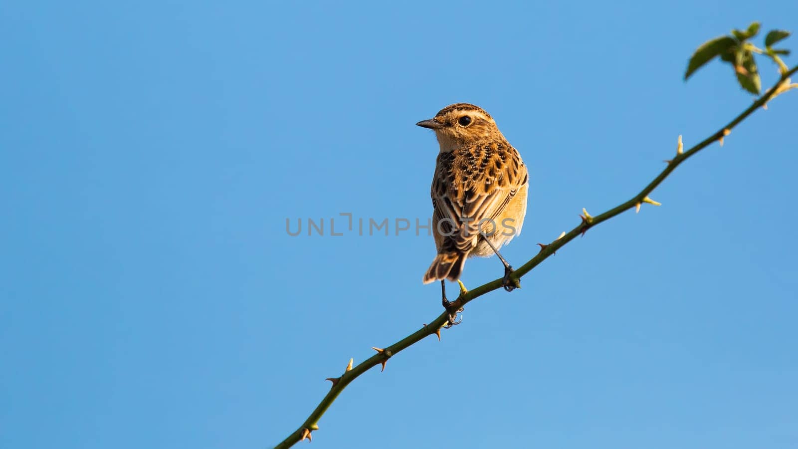 Small european stonechat, saxicola rubicola, female sitting on thorny branch under blue sky. Brown animal perched on thorn with copy space. Bird resting with clear skies in background.