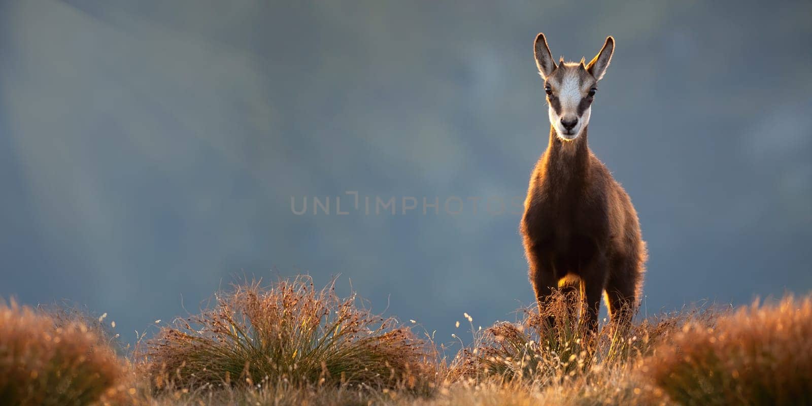 Adorable young tatra chamois, rupicapra rupicapra tatrica, standing on top of mountains in alpine vegetation. Animal wildlife on horizon during sunrise with copy space. Juvenile wild goat with small horns.