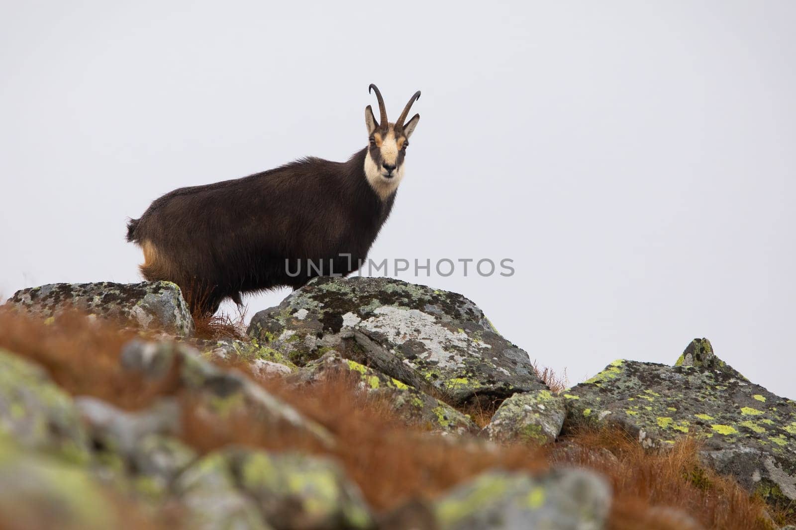 Curious tatra chamois, rupicapra rupicapra tatrica, looking from behind rocks on mountain horizon in autumn. Endangered wild goat standing in fog. Mammal observing in natural habitat with copy space.