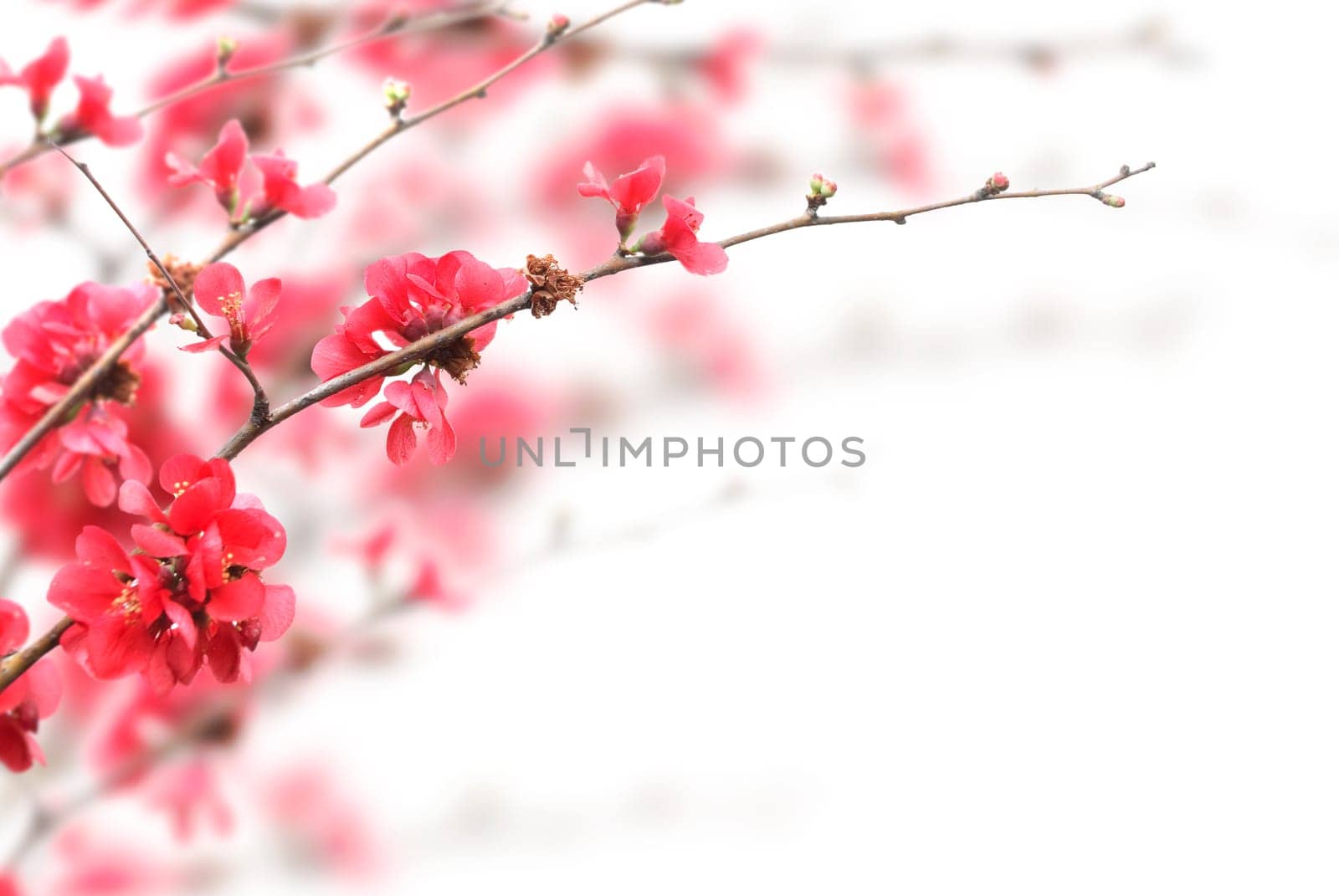 Beautiful pink cherry blossoms over white background