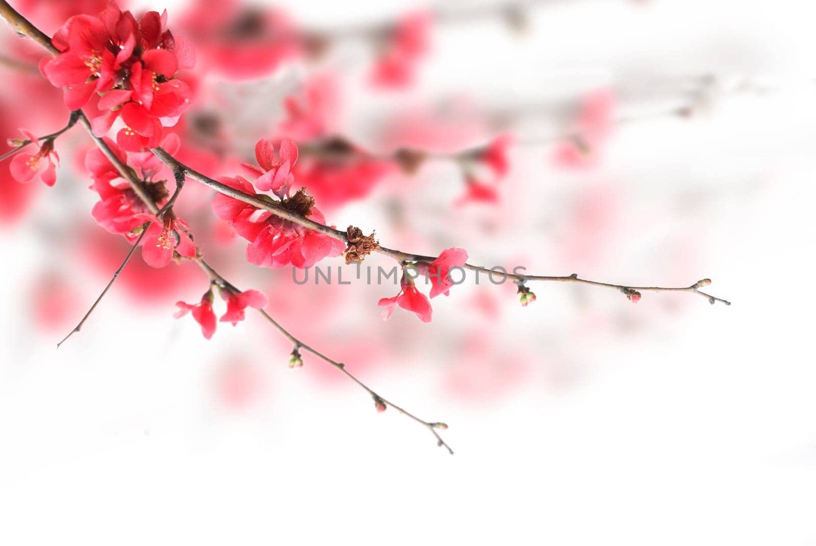 Beautiful pink cherry blossoms over white background