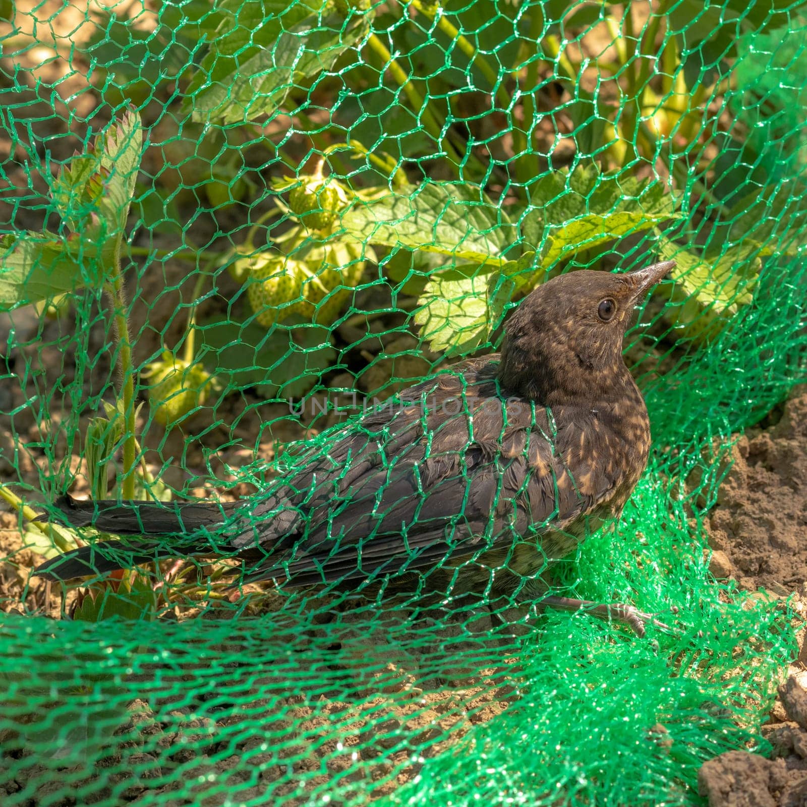 Young blackbird is caught in a green net in a strawberry field