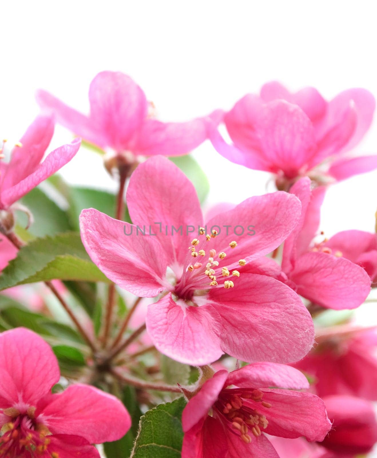 Beautiful pink flowers in fron of white background