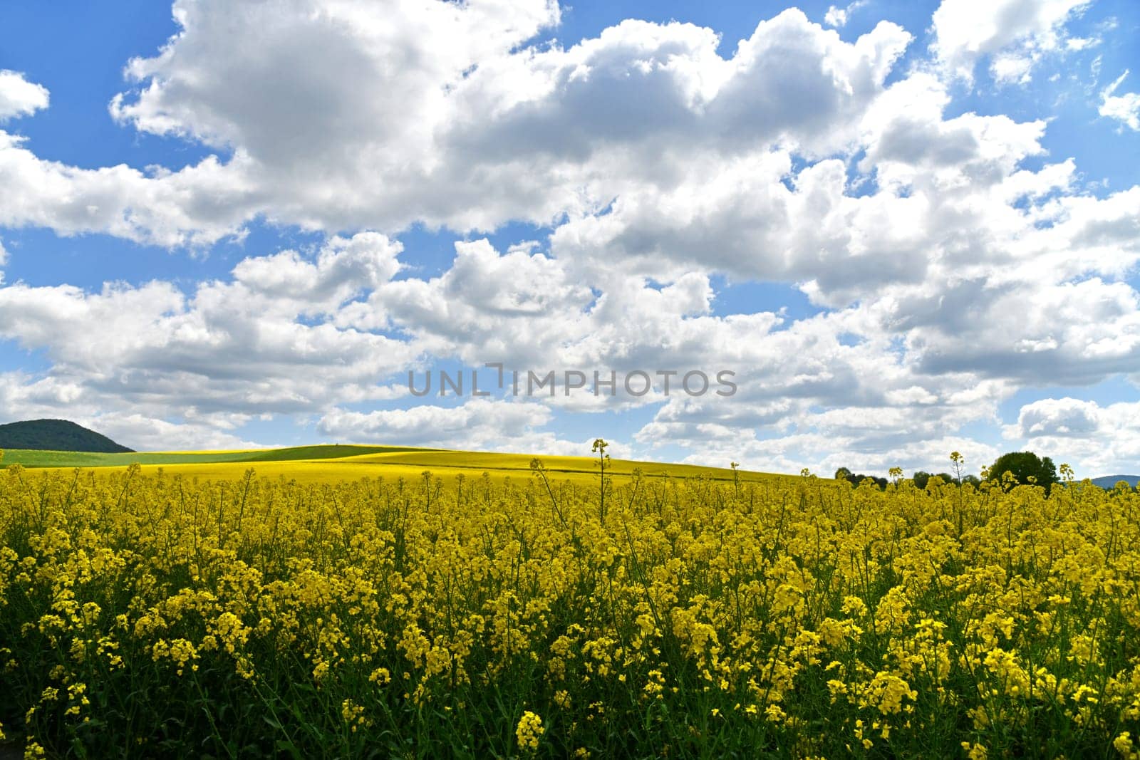 Cloud drama over a rapeseed field