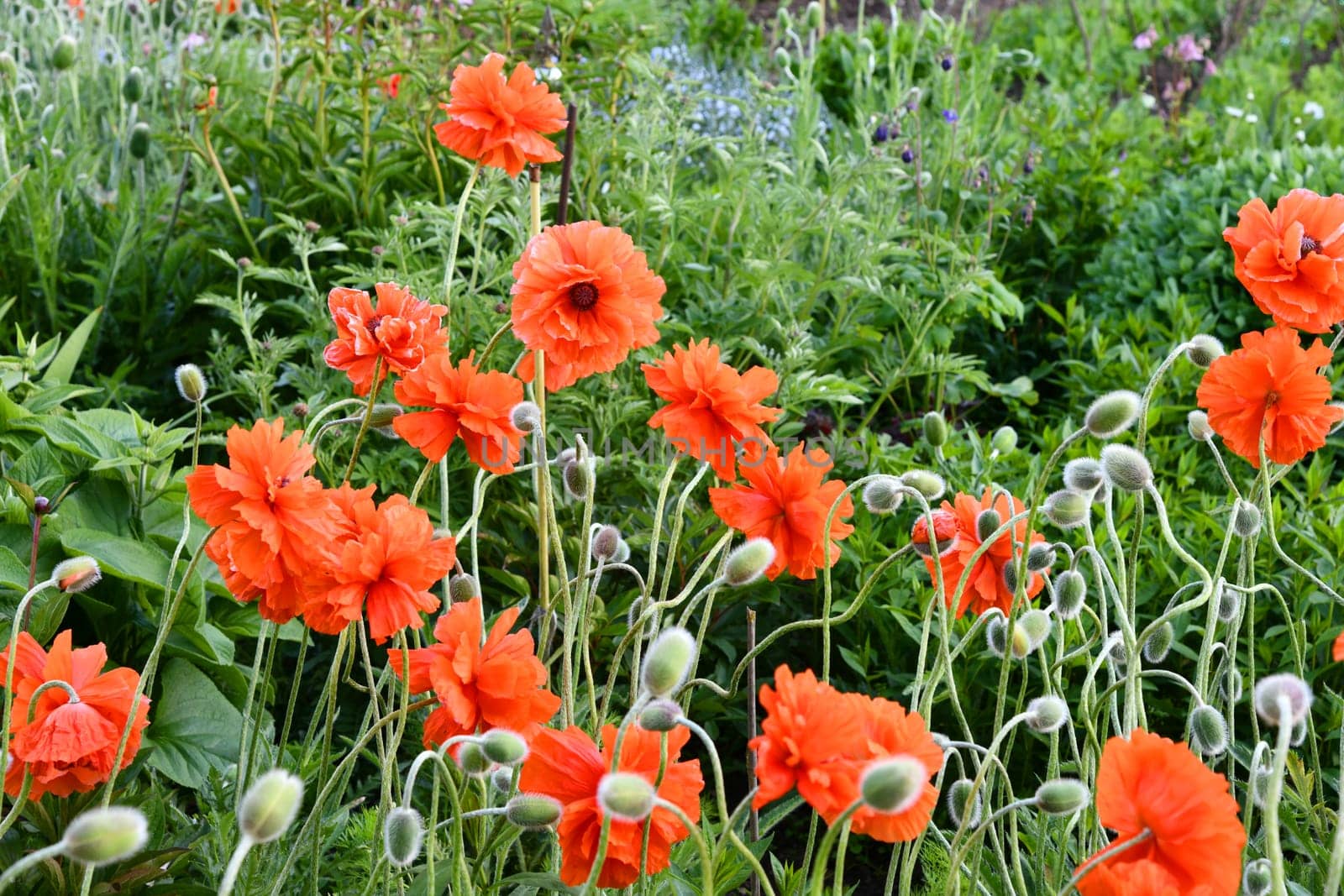 Papaver orientale