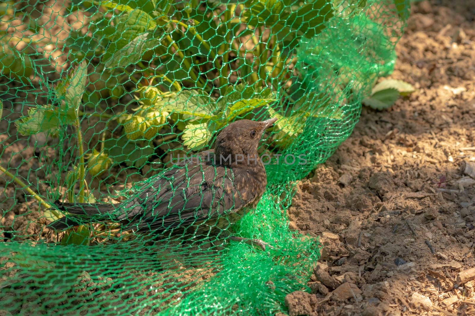 Young blackbird is caught in a green net in a strawberry field