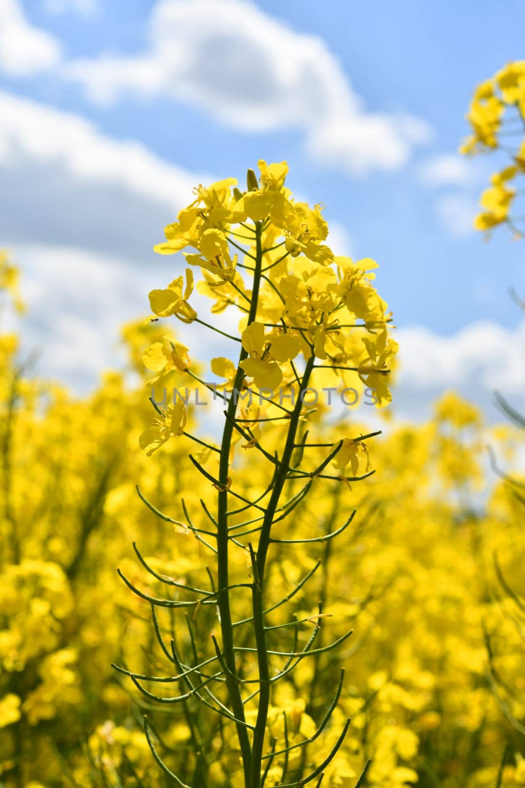 blooming rapeseed field
