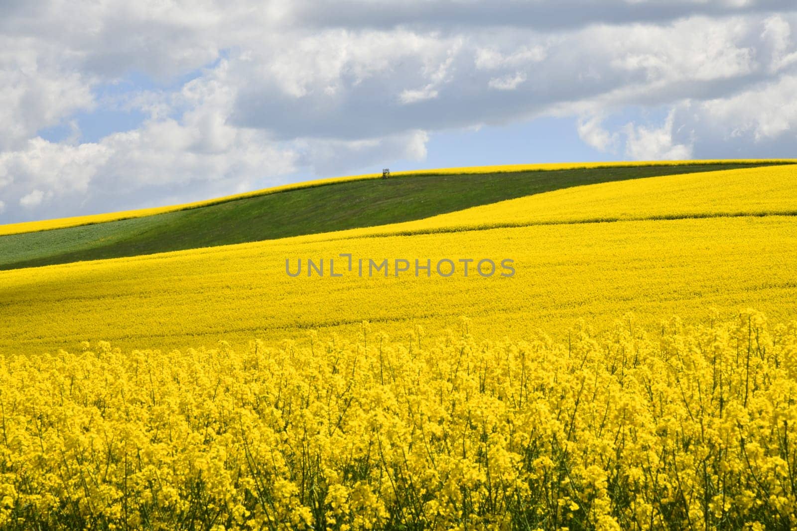 blooming rapeseed field
