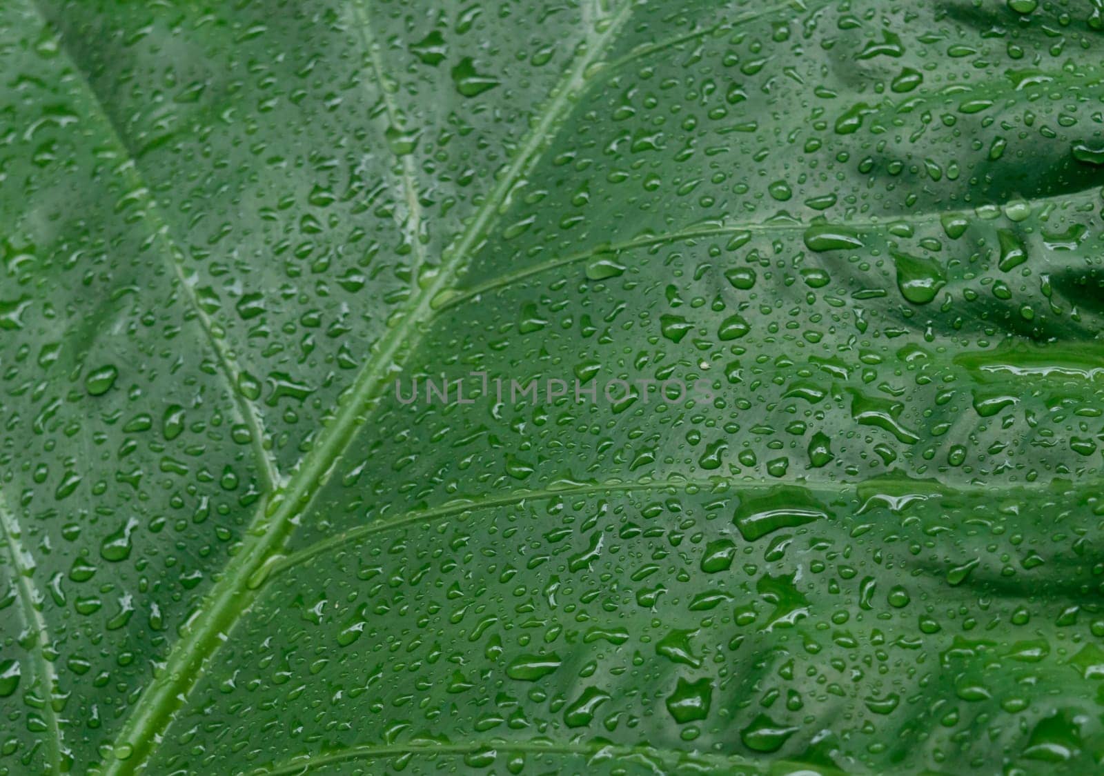 Falling Rain drops on green plant leaf. Kachu pata or mammoth elephant ear Taro cocoyam with fresh water raindrops of dew in morning. Summer Rain stock photo. Nature Rainy Season Background. Close up