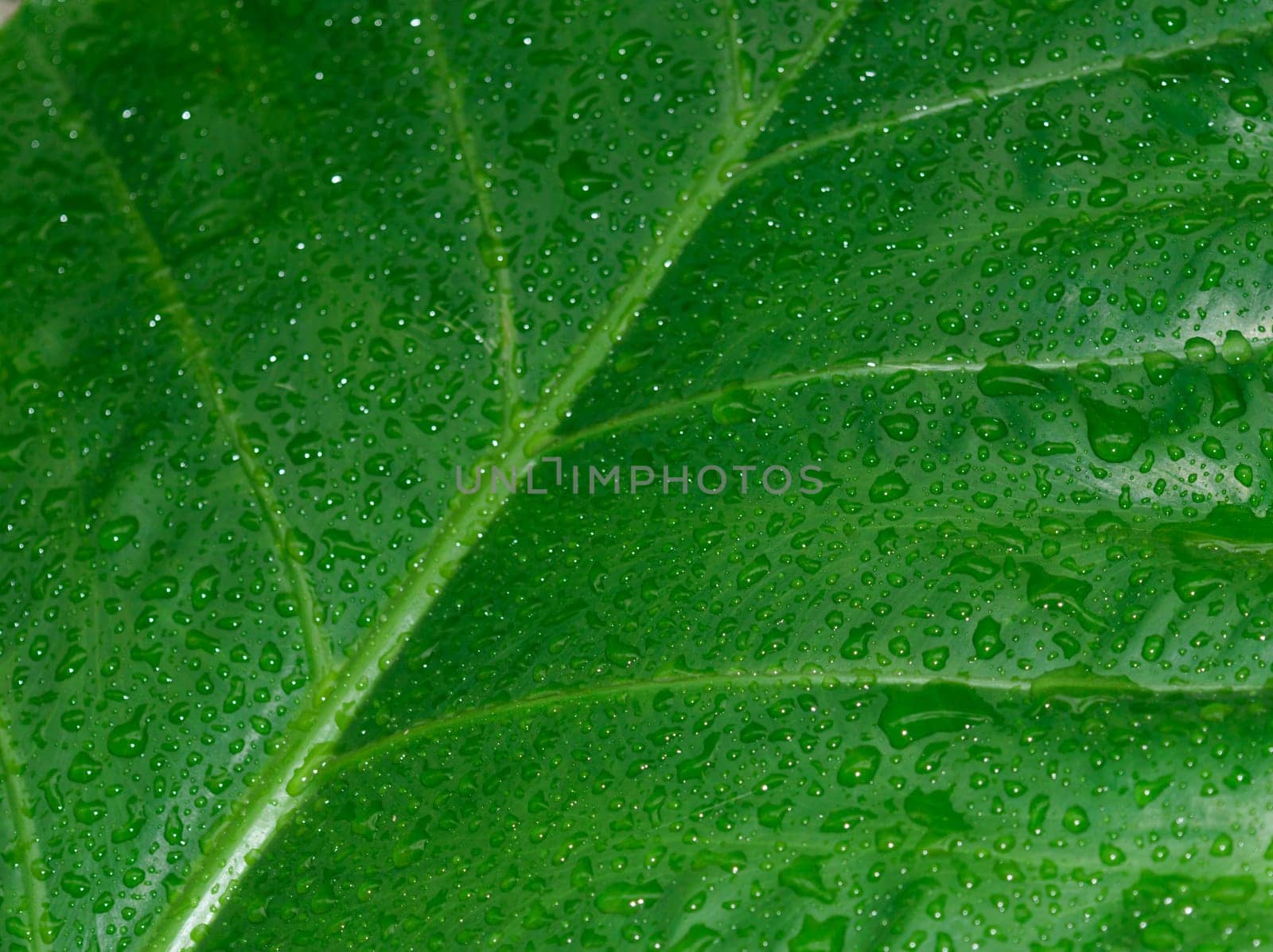Falling Rain drops on green plant leaf. Kachu pata or mammoth elephant ear Taro cocoyam with fresh water raindrops of dew in morning. Summer Rain stock photo. Nature Rainy Season Background. Close up