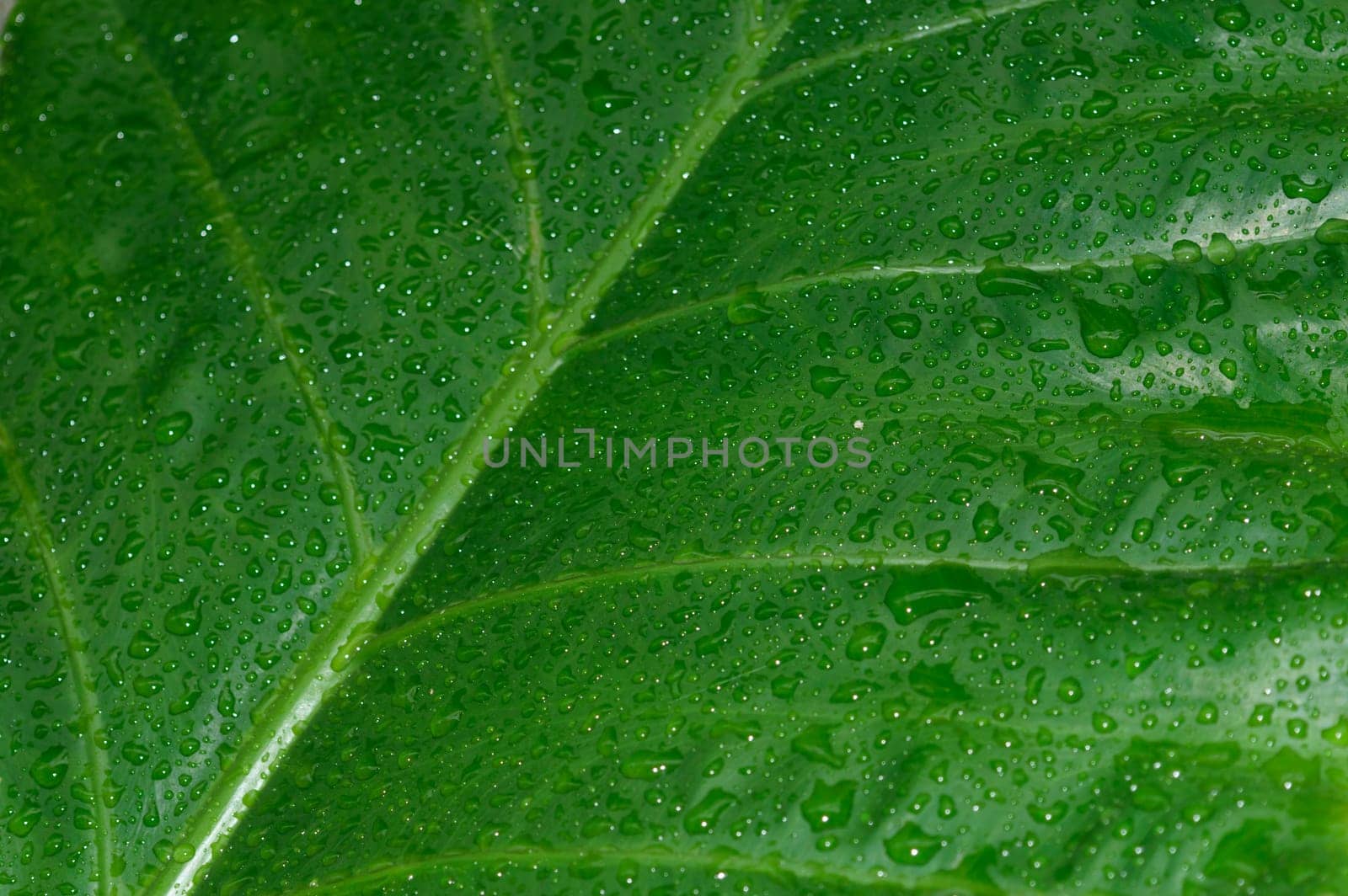 Falling Rain drops on green plant leaf. Kachu pata or mammoth elephant ear Taro cocoyam with fresh water raindrops of dew in morning. Summer Rain stock photo. Nature Rainy Season Background. Close up
