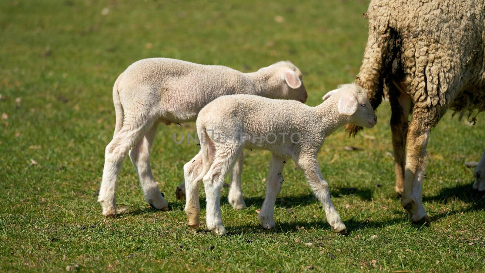 young newborn lambs on a meadow in the Herrenkrugpark in Magdeburg go after the mother animal