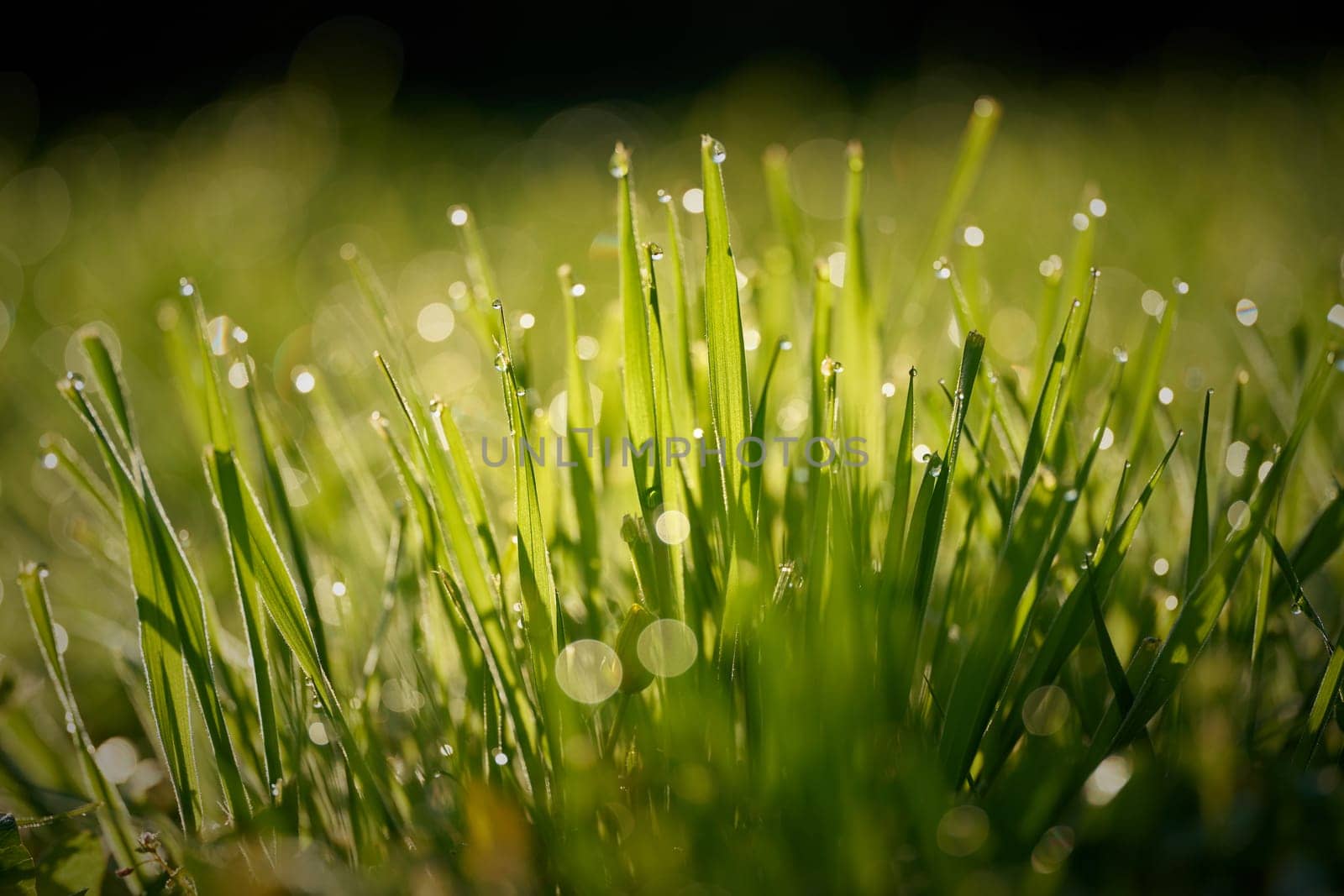 Grass with dew drops on a meadow in the early morning at sunrise