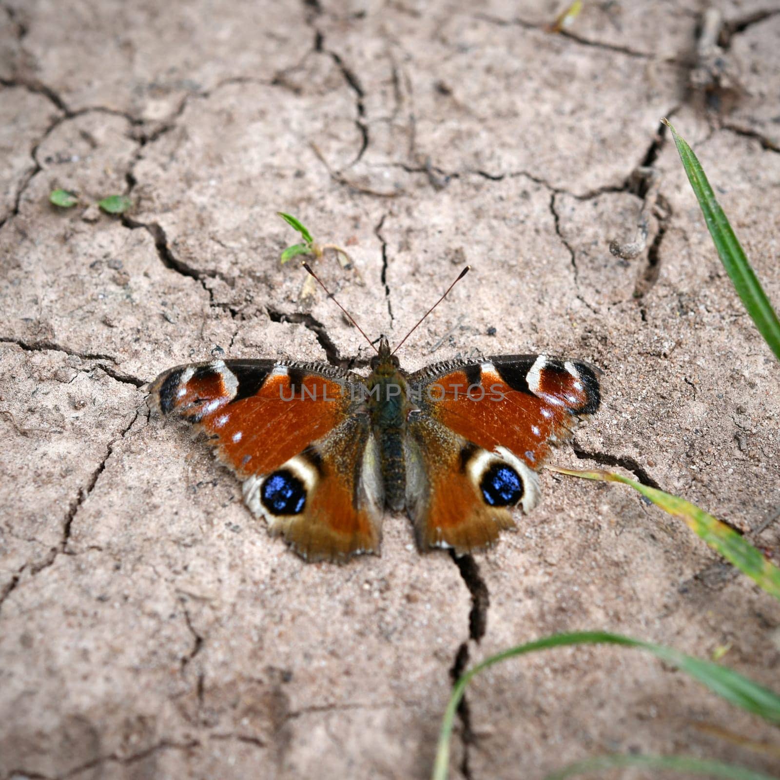 Aglais io