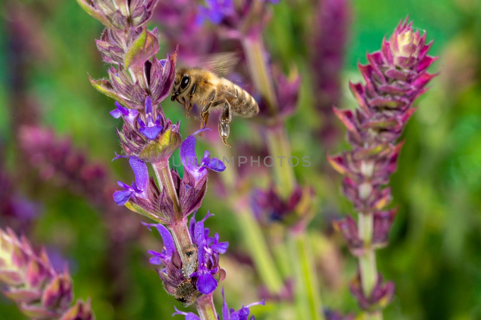 Honeybee in the spring is flying to a rosemary blossom, against blurred background and copy space