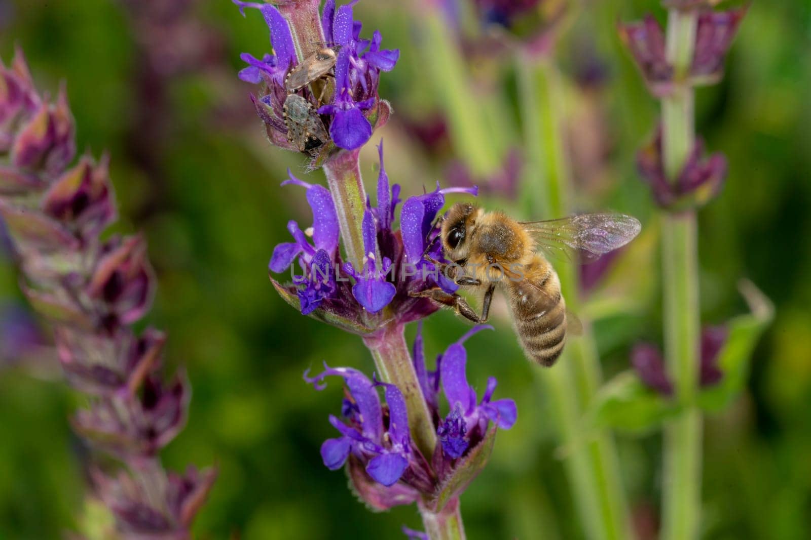 Honeybee in the spring is flying to a rosemary blossom, against blurred background and copy space