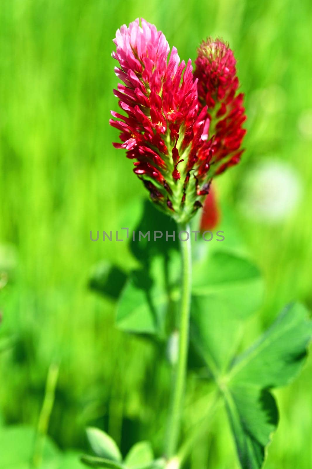 Trifolium incarnatum