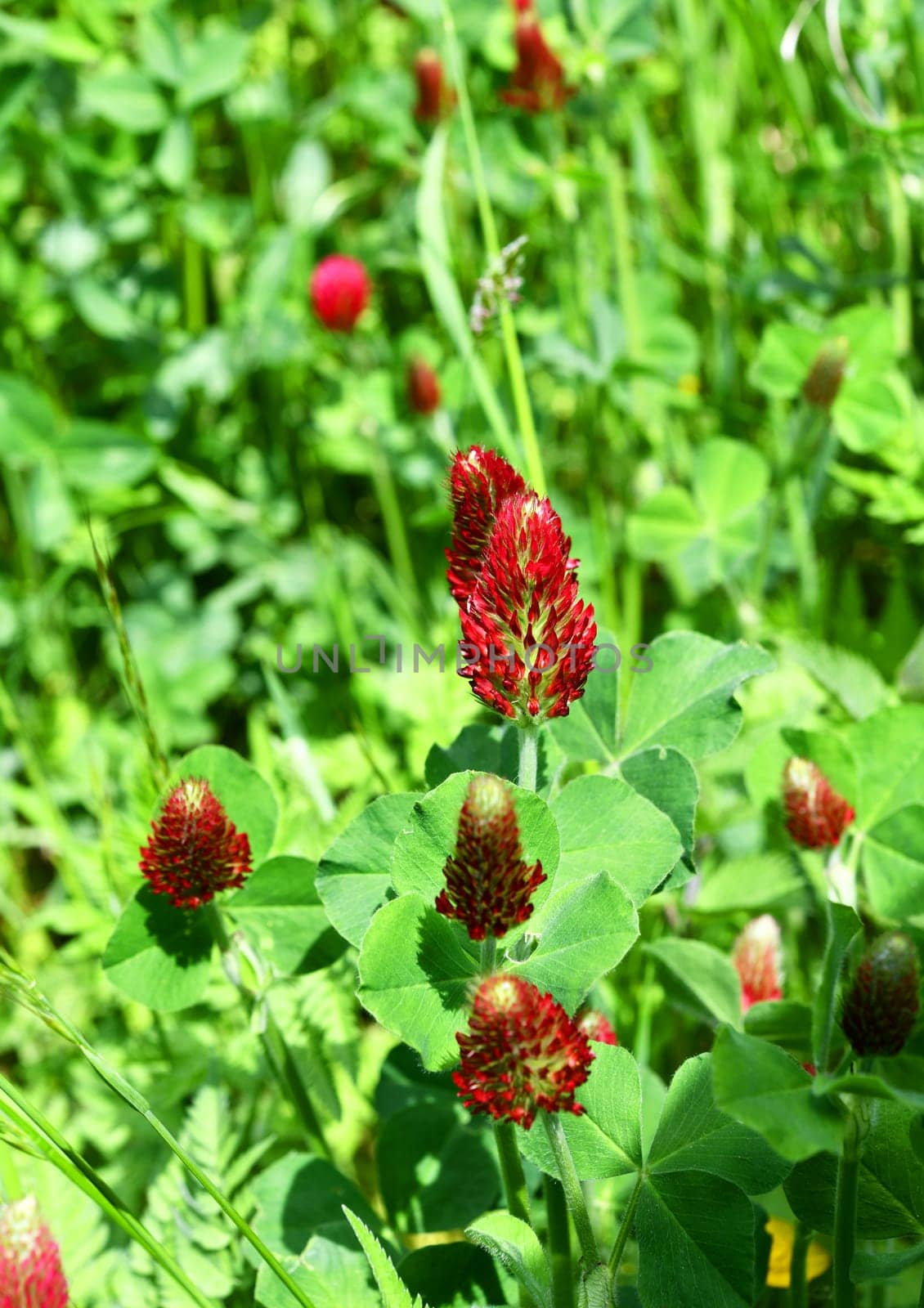 Trifolium incarnatum