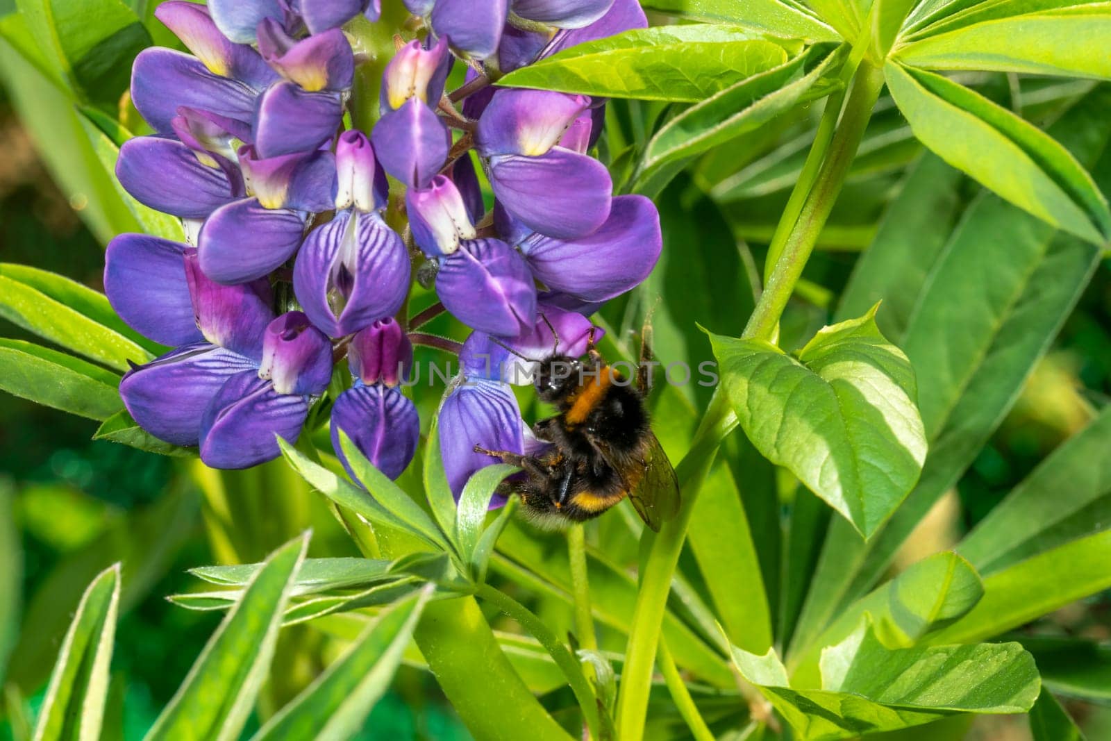 Bumblebee sits on a large blue lupine flower against a green background with copy space