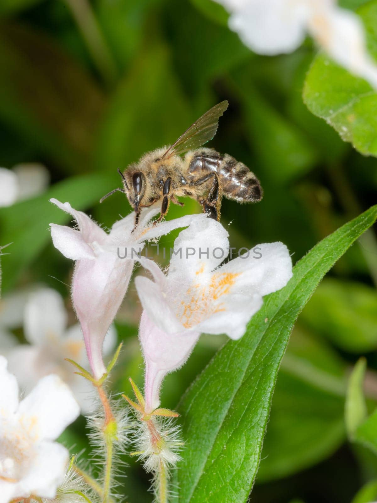 HonHoney bee sits on a white flower against a blurred green backgroundey bee sits on a white flower against a blurred green background