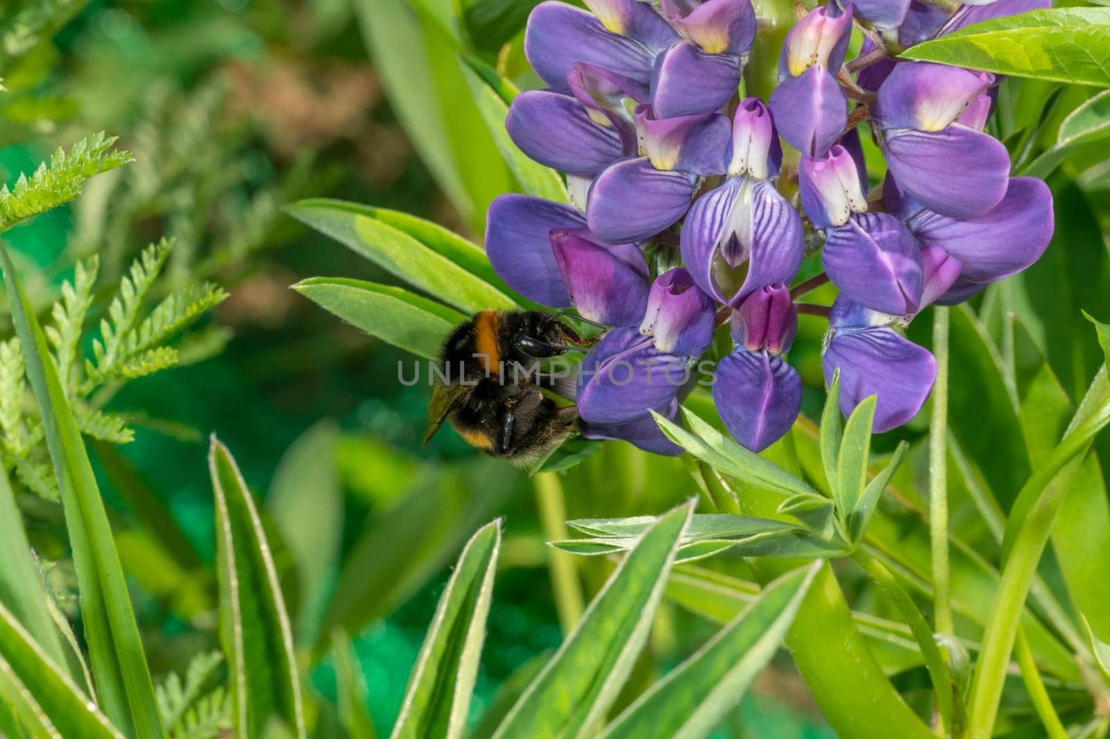 Bumblebee sits on a large blue lupine flower against a green background with copy space