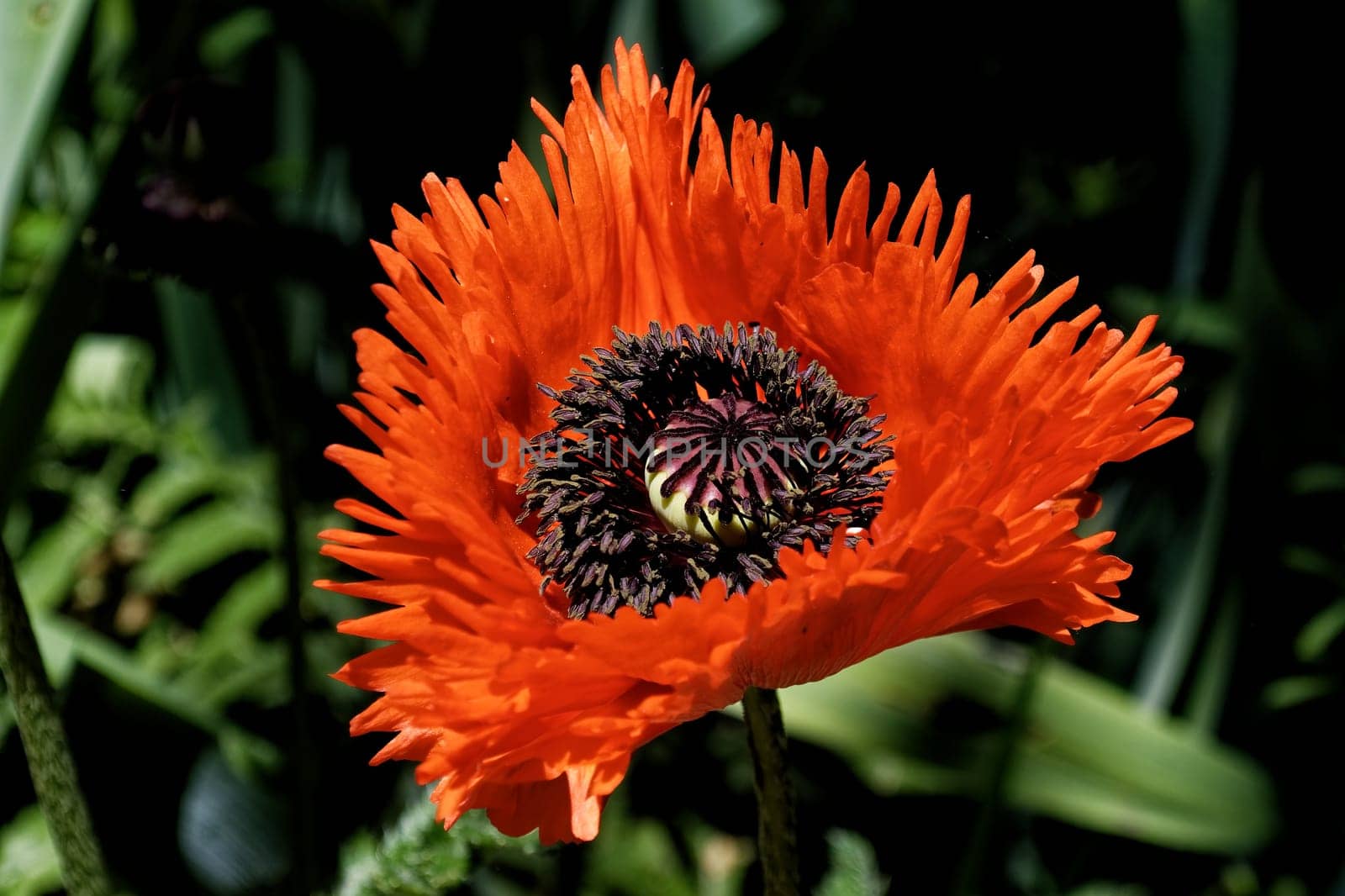 Poppy